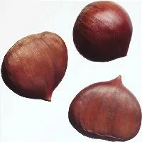 шкірка