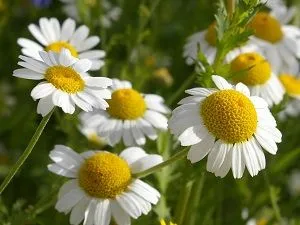 як лікувати аденоїди прополісом