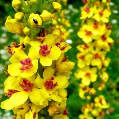 як лікувати гнійний отит у дитини