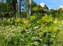 як лікувати нічний енурез у жінок