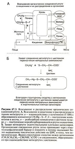 Отруєння ртуттю ніж лікувати отруєння ртуттю