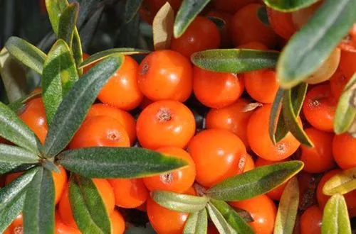 як лікувати стоматит маслом обліпихи