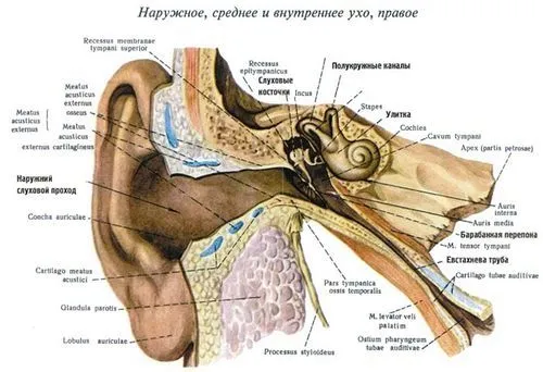 як лікувати отит без ліків