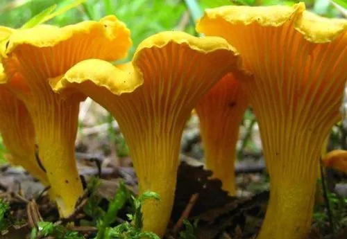 як лікувати опісторхоз народними засобами