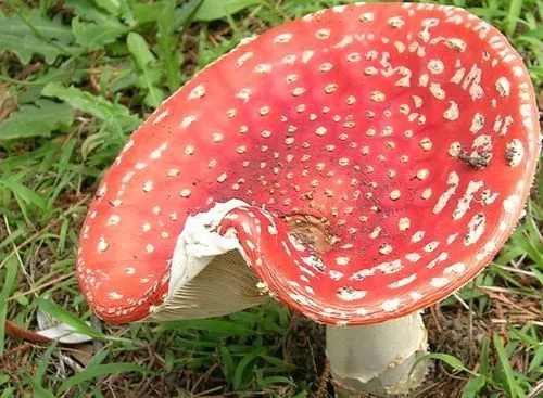 як вилікувати рак 4 стадії з метастазами