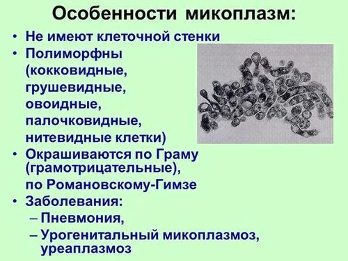 mycoplasma genitalium це жінка