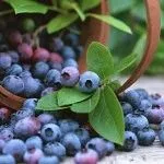 як лікувати печію травами