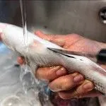 шістосомний дерматит як лікувати