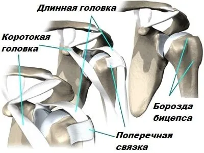 Тендиніт сухожилля біцепса: причини, симптоми, діагностика, лікування як лікувати розтягнення біцепса