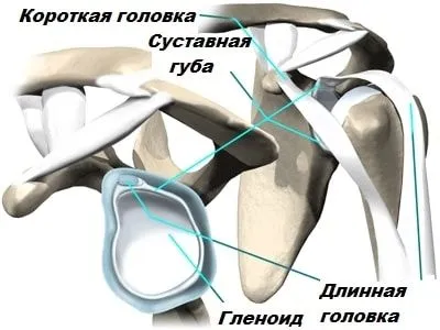 Тендиніт сухожилля біцепса: причини, симптоми, діагностика, лікування як лікувати розтягнення біцепса