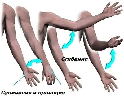 Тендиніт сухожилля біцепса: причини, симптоми, діагностика, лікування тендиніт головки біцепса сухожилля плече лікування