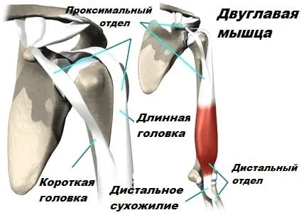 Тендиніт сухожилля біцепса: причини, симптоми, діагностика, лікування як лікувати розтягнення біцепса