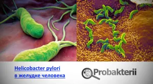 як лікувати хелікобактер пілорі у дорослих