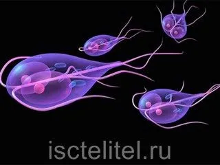 як і чим лікувати лямблії