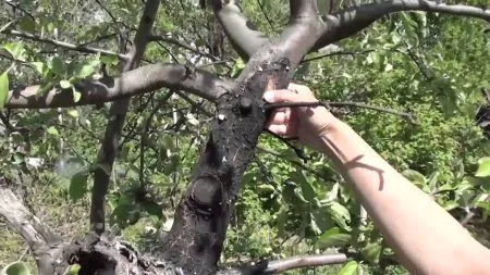 лікувати чорний рак яблунь