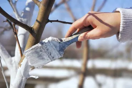 лікувати чорний рак яблунь