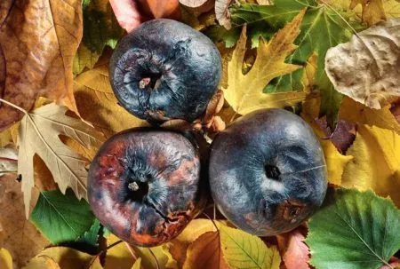 лікувати чорний рак яблунь