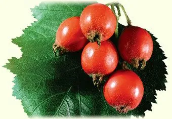 миготлива аритмія лікування народними засобами