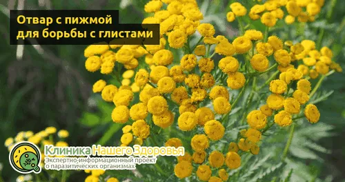 лікувати глисти народними засобами