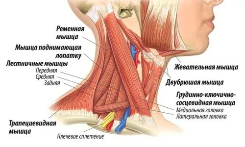як лікувати запалення м'язів шиї