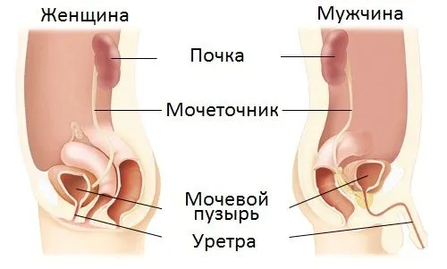 чи можна вилікувати уретрит мирамистином