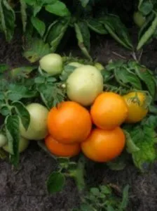 Tomate - descrierea Rățușca și caracteristicile soiului, tomate foto, în special în creștere