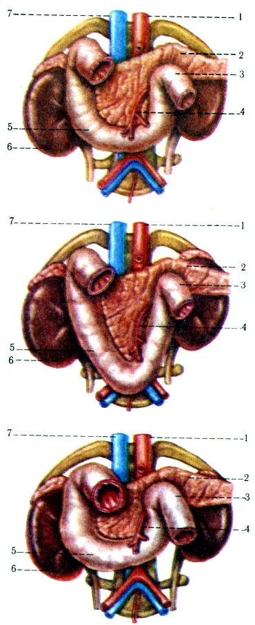 intestinul subțire