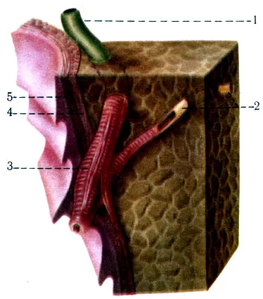 intestinul subțire