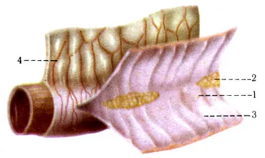 intestinul subțire