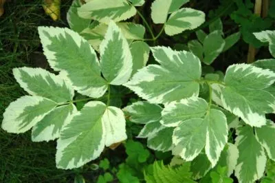 Grass - tarka goutweed néz, mi a hasznos, telepítése és gondozása növények