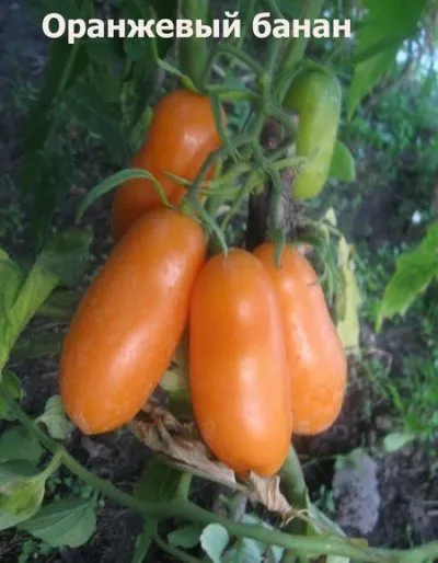 Tomate banane portocale - descrierea soiului și fotografii