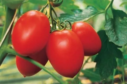 Tomate „Palenque“ descriere si caracterizare, de reproducere, fotografii