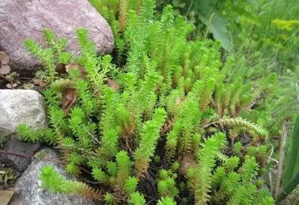 Stonecrop gyógynövény - gyógyszer tulajdonságait és ellenjavallatok, használják a népi gyógyászatban