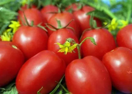 Tomate „Palenque“ descriere si caracterizare, de reproducere, fotografii