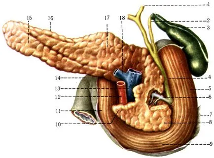 intestinul subțire