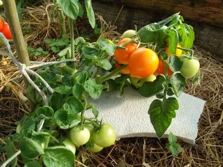 Tomate - descrierea Rățușca și caracteristicile soiului, tomate foto, în special în creștere