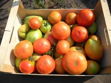 Tomate „capodopera de timpuriu“ descriere varietate, fotografii și recomandări pentru cultivarea