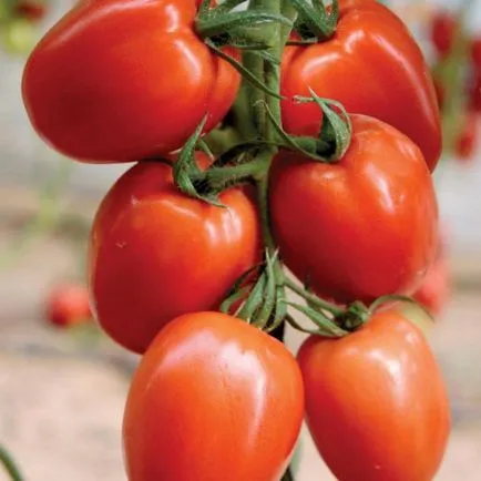 Tomate Descrierea Palenque și grad fotografie