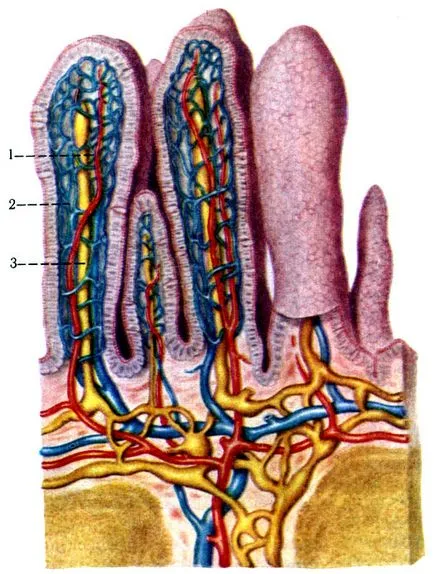 intestinul subțire