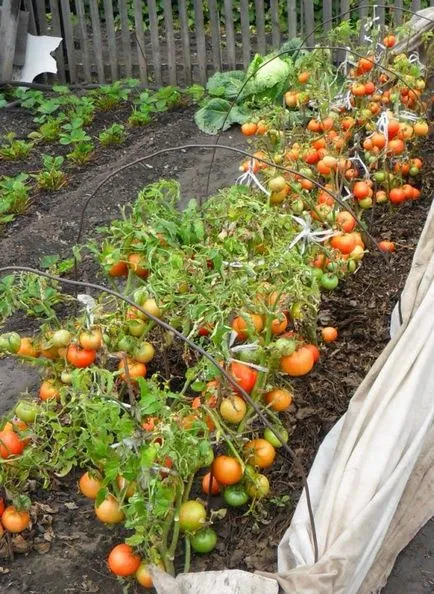 Tomate „capodopera de timpuriu“ descriere varietate, fotografii și recomandări pentru cultivarea