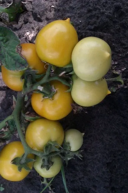 Tomate - descrierea Rățușca și caracteristicile soiului, tomate foto, în special în creștere