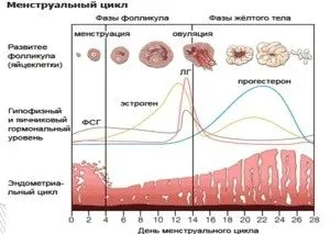 Яка норма менструального циклу? (місячний цикл у жінок) менструації