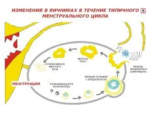 менструальний цикл