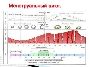 місячних