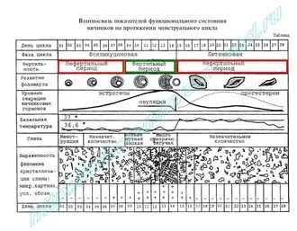 менструальним циклом