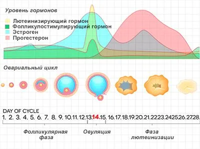 менструальним циклом