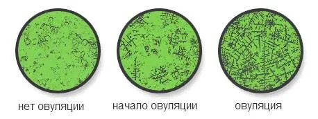 менструальним циклом