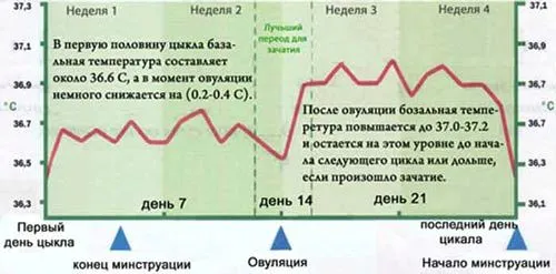 Коли настає овуляція після місячних (менструальним циклом) коли починаються місячні після овуляції
