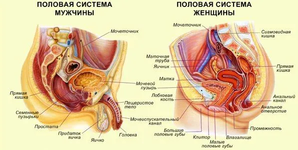 Як проявляються місячні у чоловіків (місячні) місячних