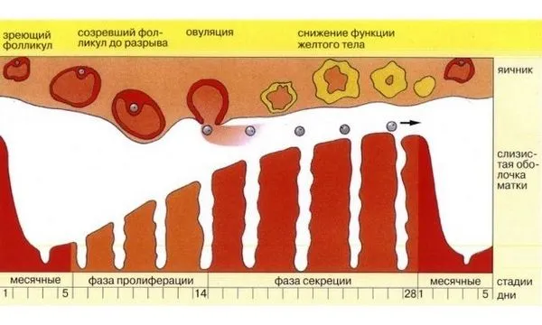 Як зупинити місячні - якщо вони вже почалися, якщо довго йдуть, терміново, у домашніх умовах, припинити, на один день, зі згустками крові, таблетки, чи можна, не закінчуються, сильні місячні (менструального циклу) як терміново зупинити місячні
